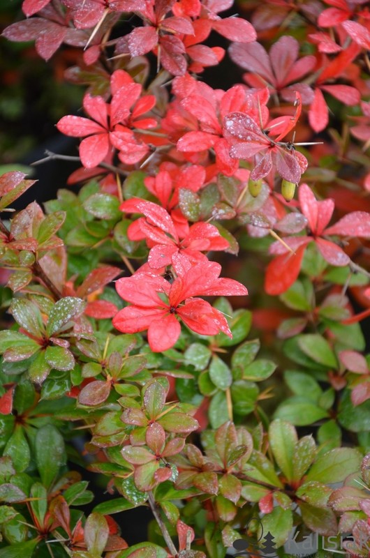 Berberis x media Parkjuweel 1.jpg
