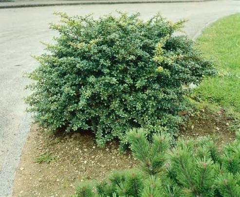 Berberis x media Parkjuweel.jpg