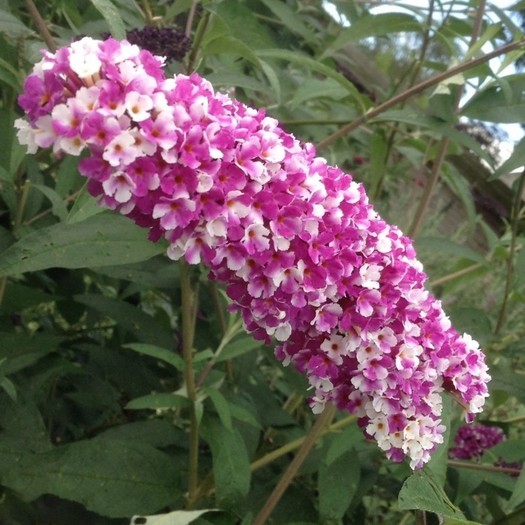Buddleja davidii Berries and Cream 1.jpg