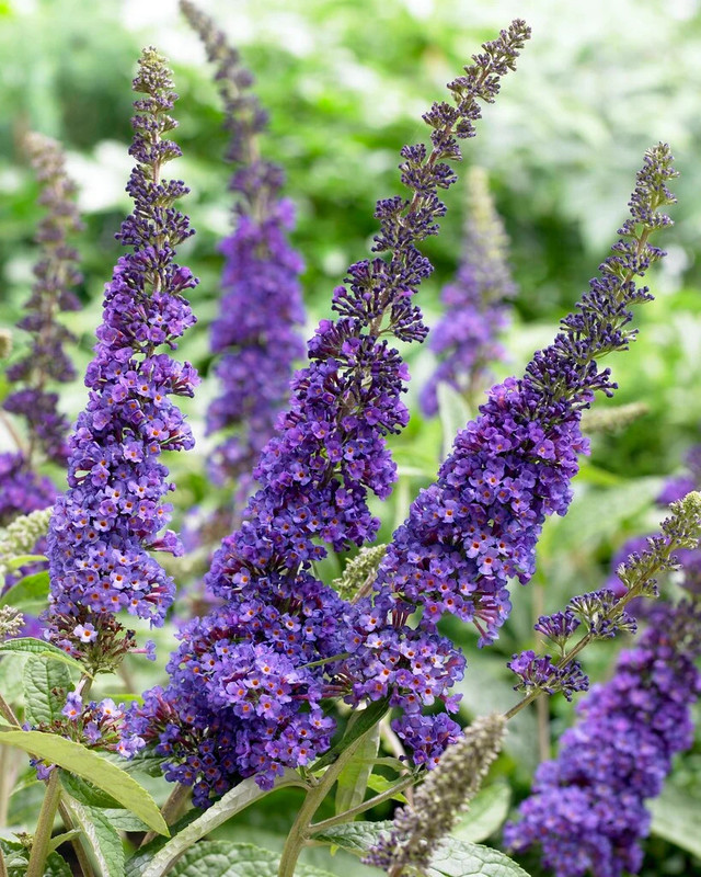 Buddleja davidii Empire Blue.webp