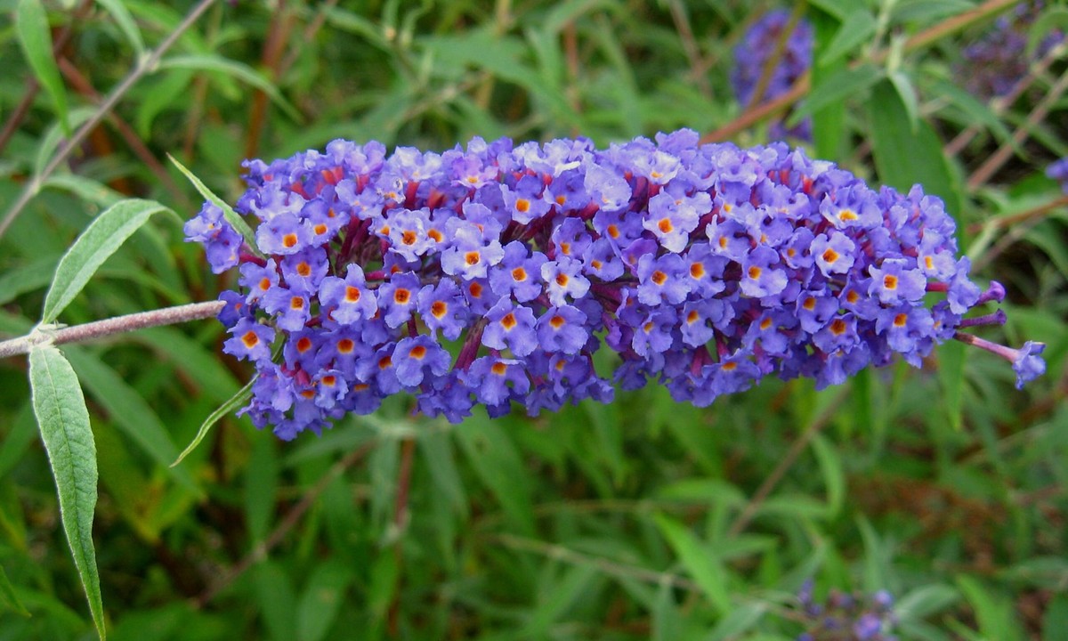Buddleja davidii Nanho Blue 1.jpg