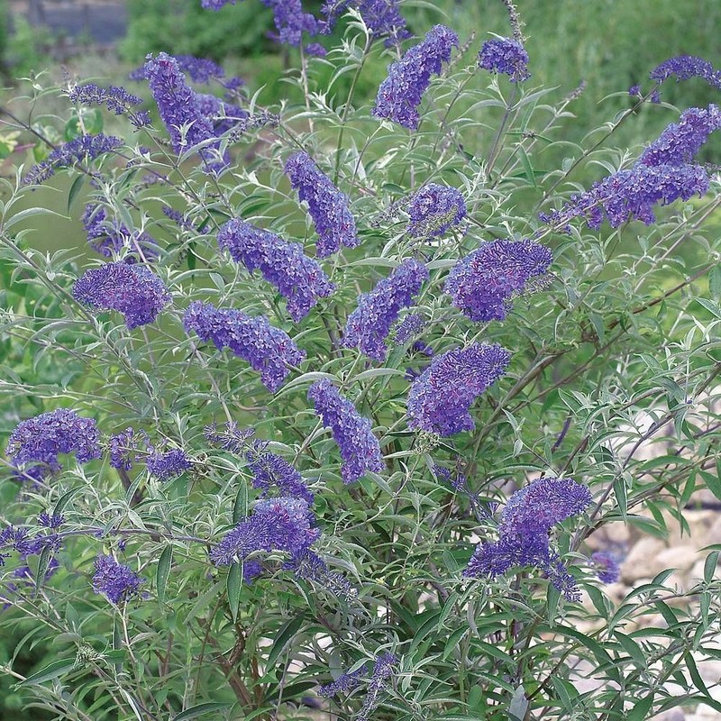 Buddleja davidii Nanho Blue.jpg