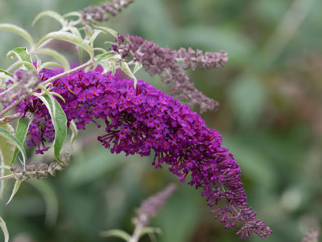 Buddleja davidii Nanho Purple 1.webp