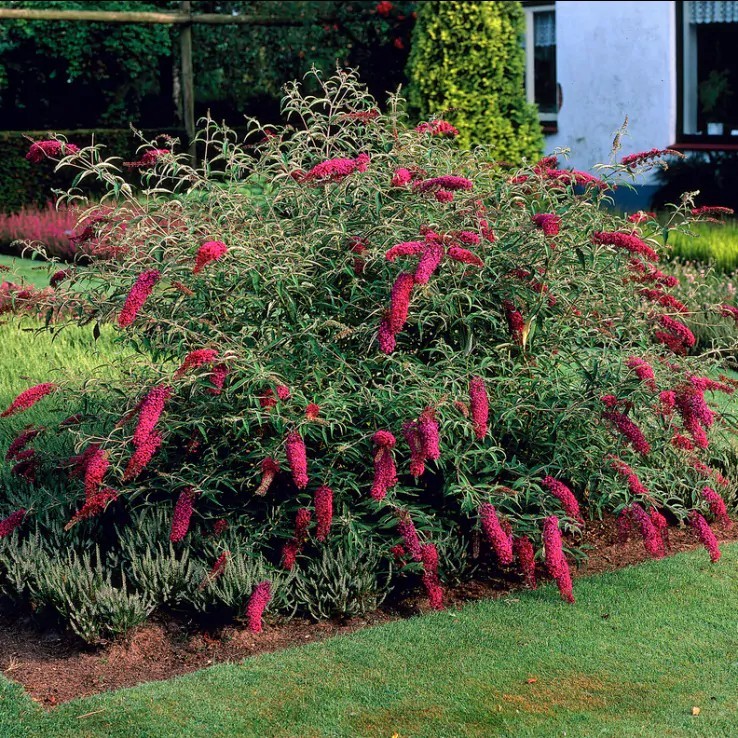 Buddleja davidii Nanho Purple.jpg
