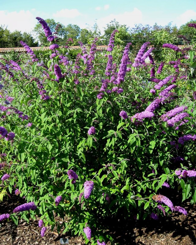 Buddleja davidii Orchid Beauty 1.jpeg