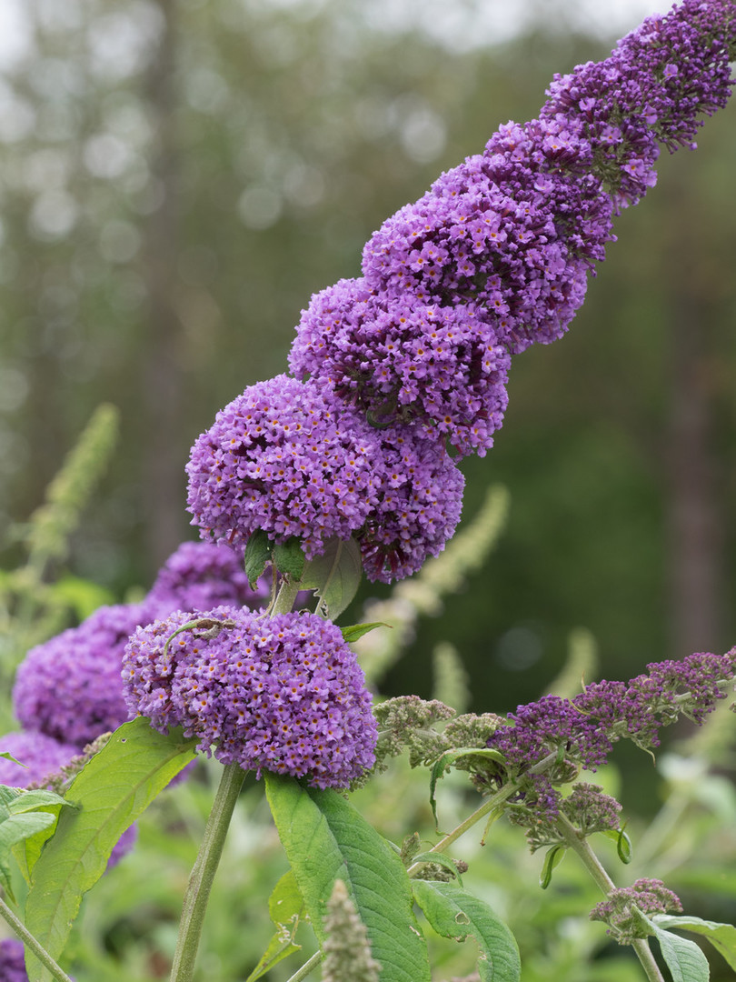 Buddleja davidii Orchid Beauty.jpg