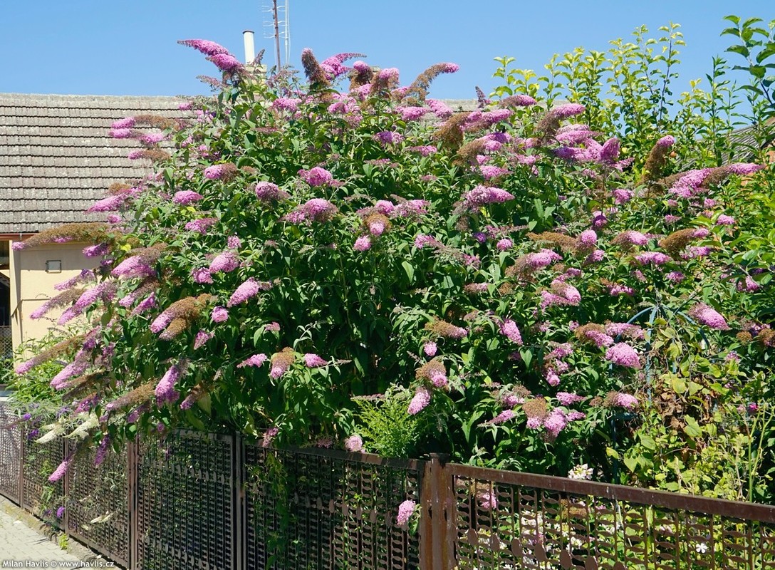 Buddleja davidii Pink Delight 1.jpg