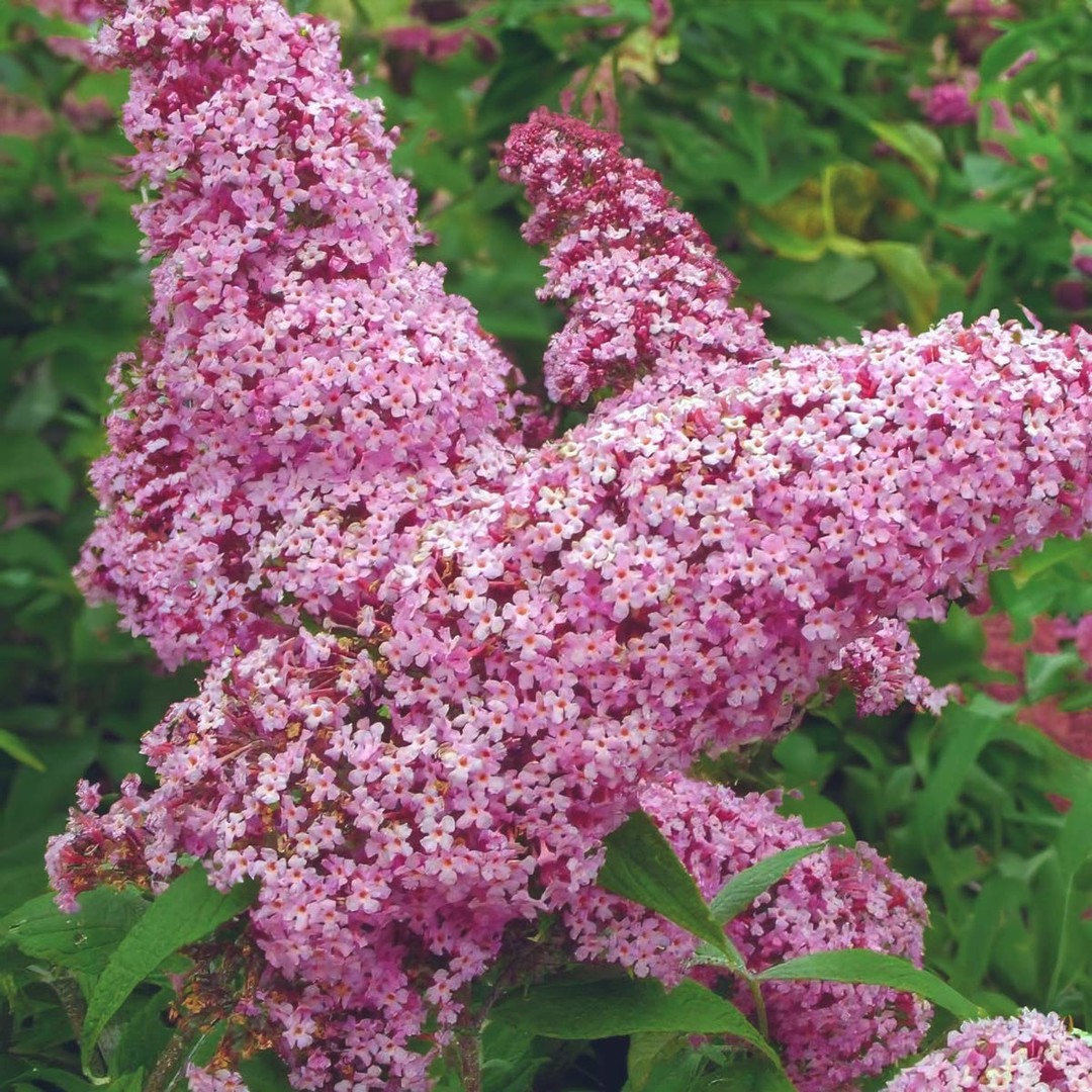 Buddleja davidii Pink Delight.jpg