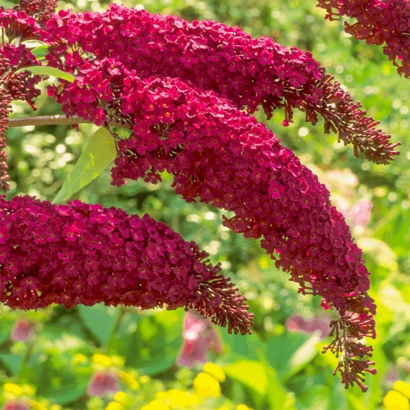 Buddleja davidii Royal Red.jpg
