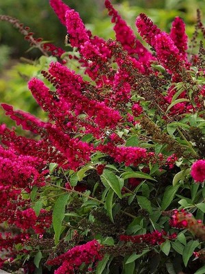 Buddleja davidii Royal Red.jpg