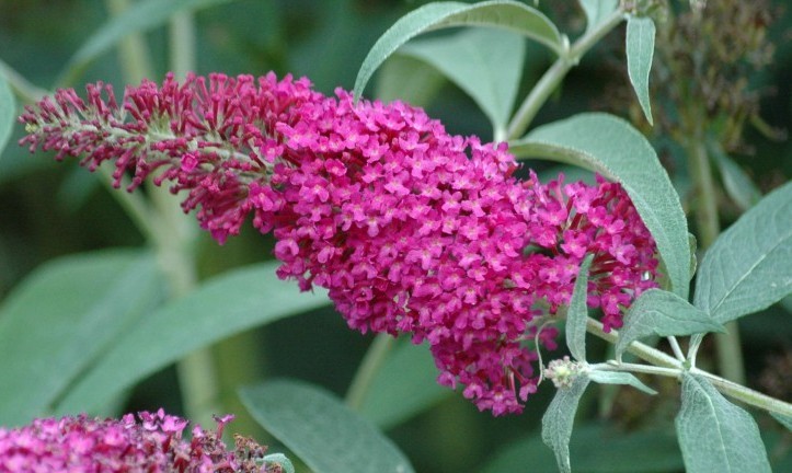 Buddleja davidii Summer Beauty.jpg