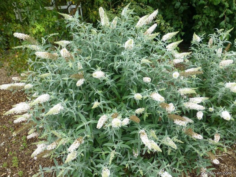 Buddleja davidii White Ball 1.jpg