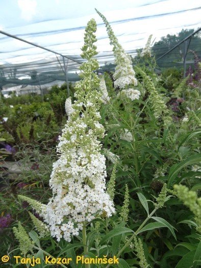 Buddleja davidii White Ball.jpg