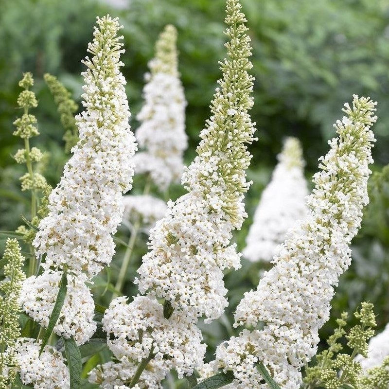 Buddleja davidii White Profusion 1.jpg