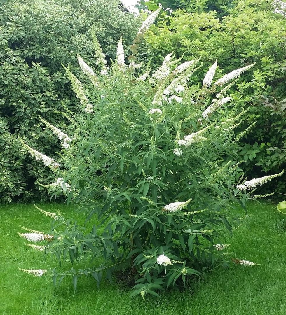 Buddleja davidii White Profusion.jpg