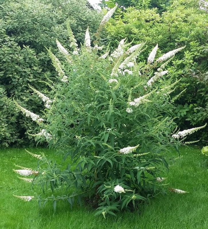 Buddleja davidii White Profusion.jpg