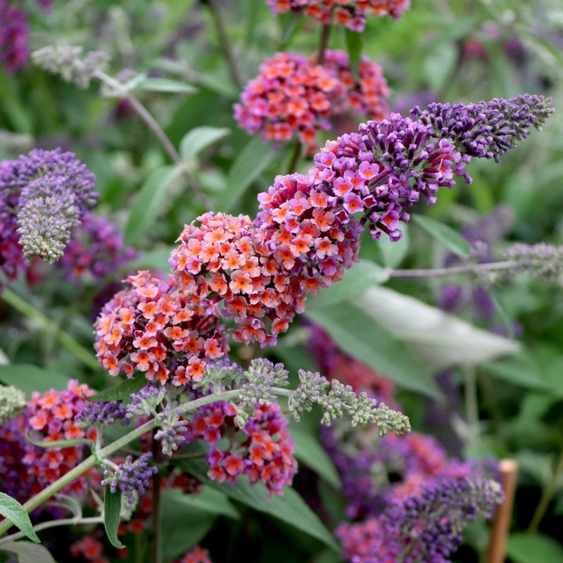 Buddleja x weyeriana Flower Power 1.jpg