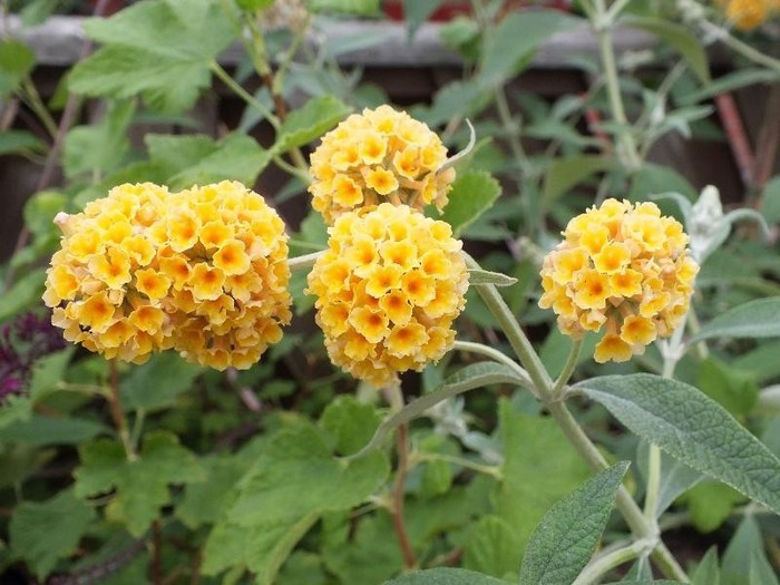 Buddleia x weyeriana Sungold.jpg