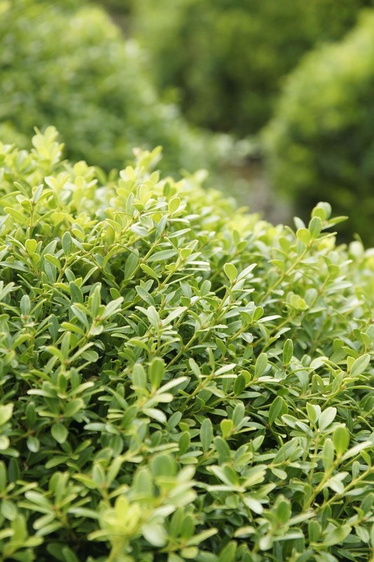 Buxus microphylla Herrenhausen 1.jpg