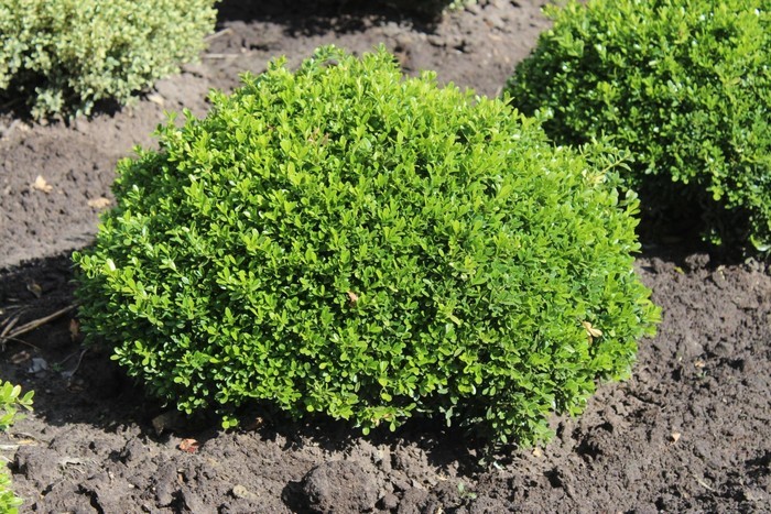 Buxus microphylla Herrenhausen 2.jpg