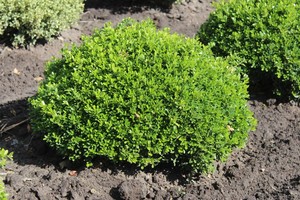 Buxus microphylla Hrenhausen.jpg