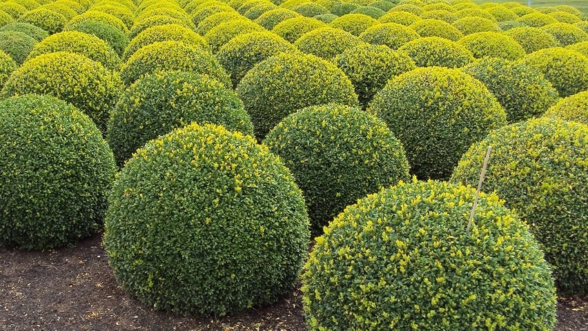 Buxus sempervirens Rotundifolia.jpg