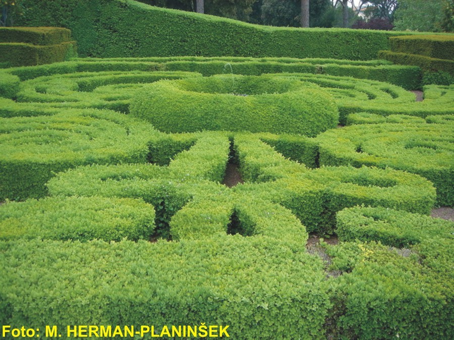 Buxus sempervirens Suffruticosa 1.jpg