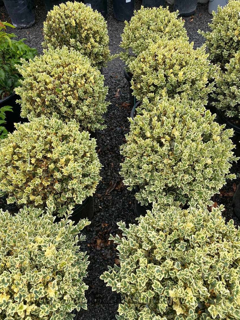 Buxus sempervirens Suffruticosa Variegata.jpg
