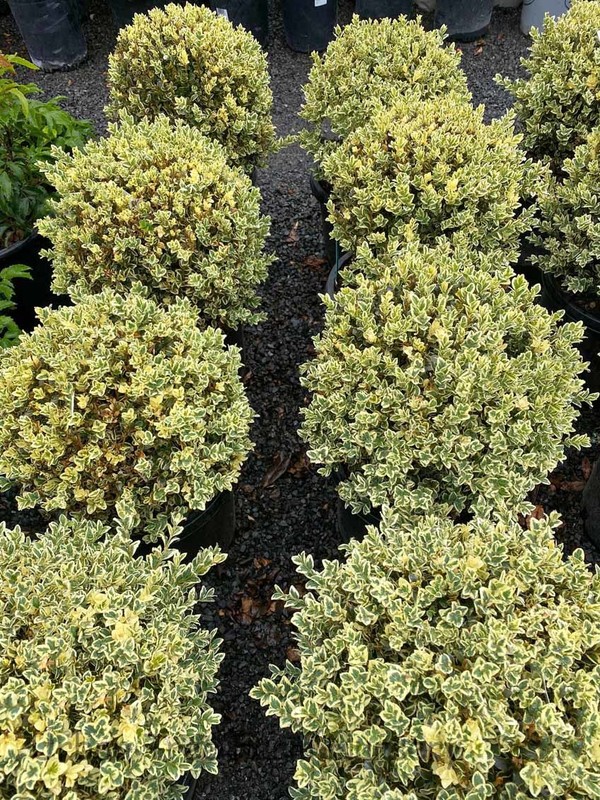 Buxus sempervirens Suffruticosa Variegata.jpg