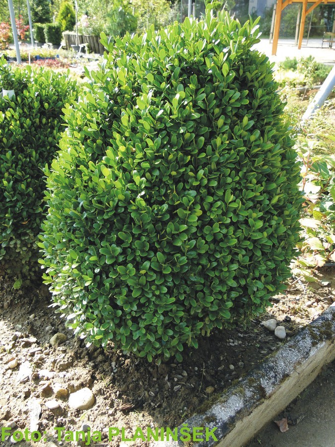 Buxus sempervirens Suffruticosa.jpg