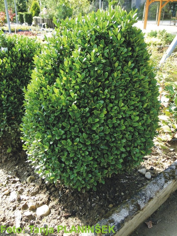 Buxus sempervirens Suffruticosa.jpg