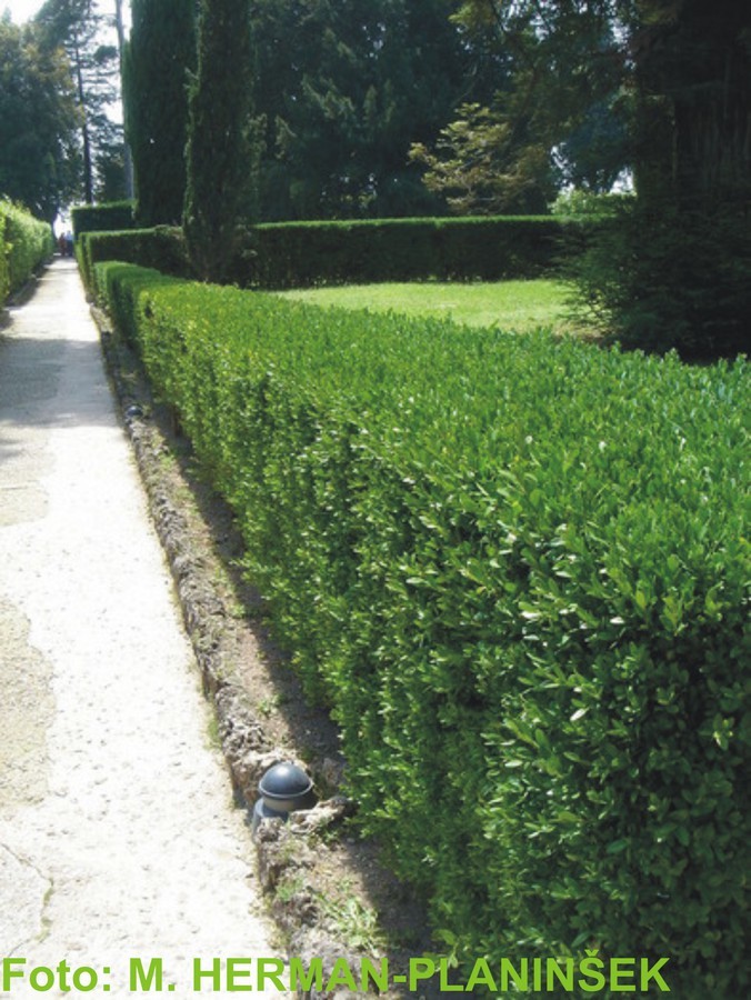 Buxus sempervirens.jpg