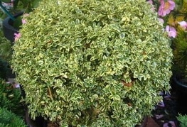 Buxus sempervirens 'Variegata' - nizki pisanolistni pušpan