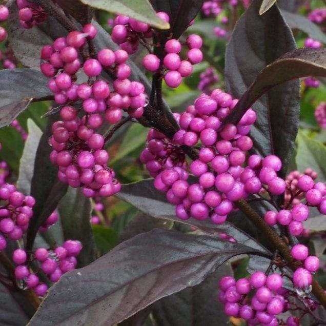 Callicarpa Pearl Glem 1.webp