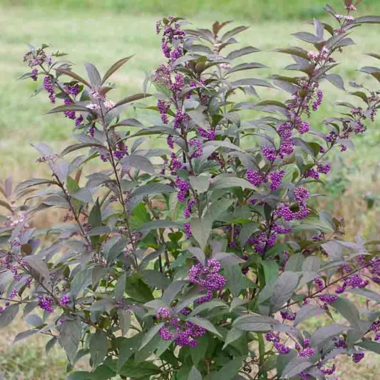 Callicarpa Pearl Glem.webp
