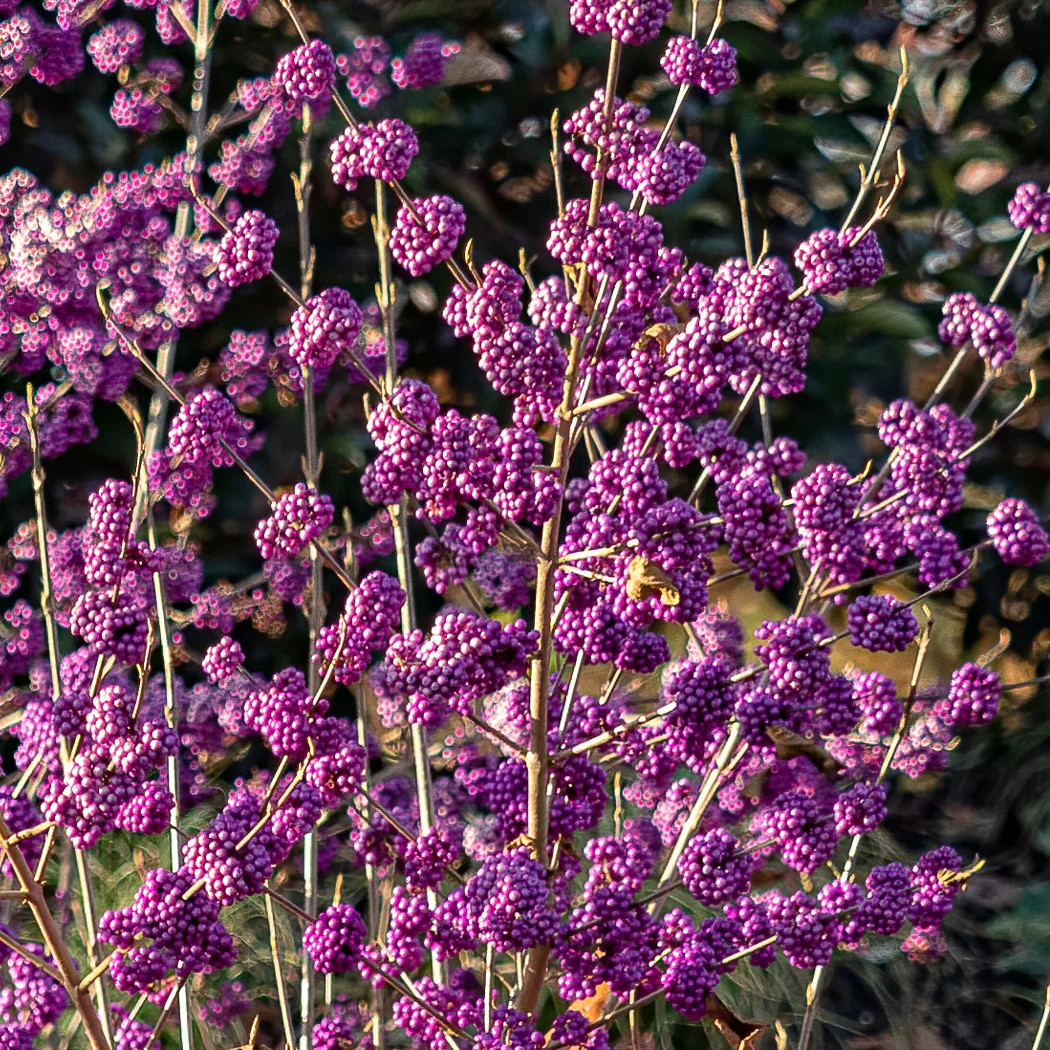 Callicarpa bodinieri Profusion 1.jpg