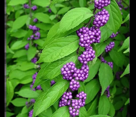 Callicarpa bodinieri Profusion 2.jpg