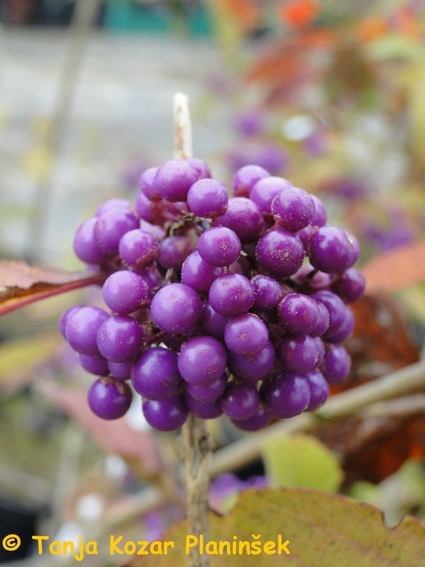 Callicarpa bodinieri Profusion.jpg