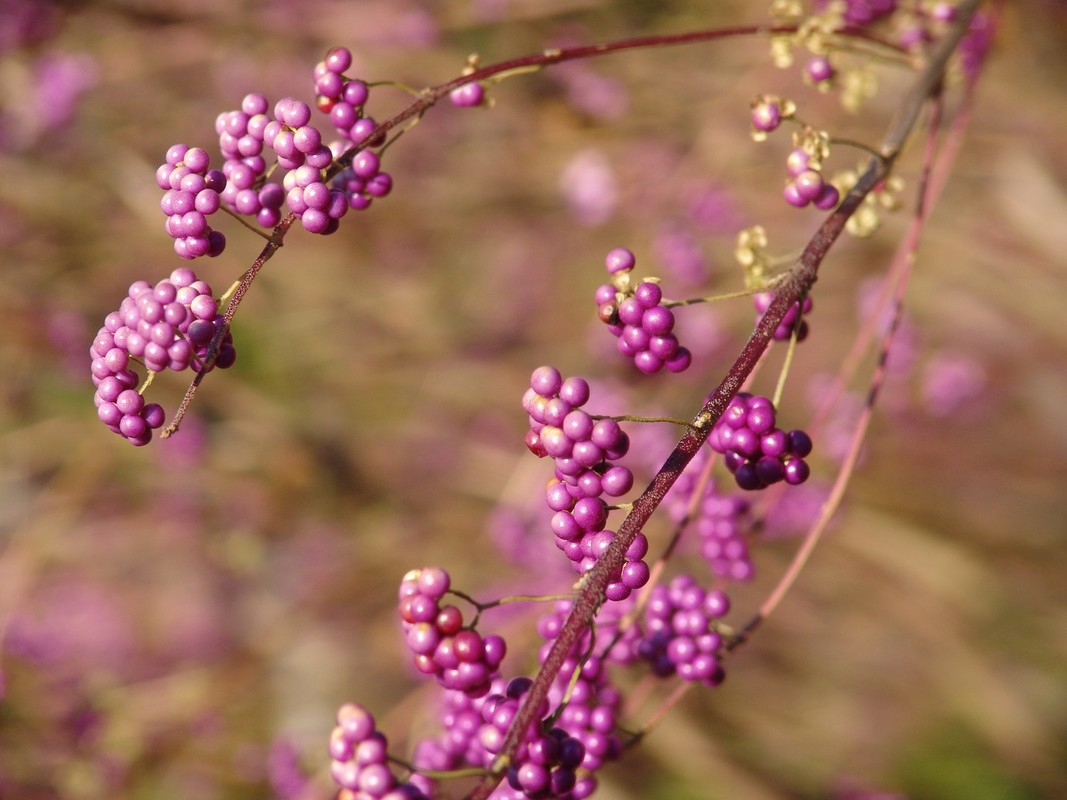 Callicarpa dichotoma Issai 1.jpg