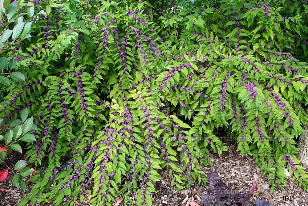 Callicarpa dichotoma Issai.jpg