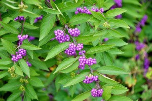 Callicarpa dichotoma Issai.jpeg