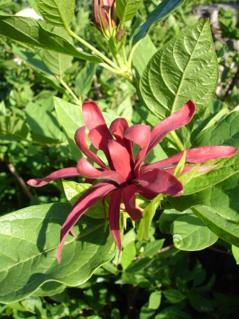 Calycanthus floridus.jpg
