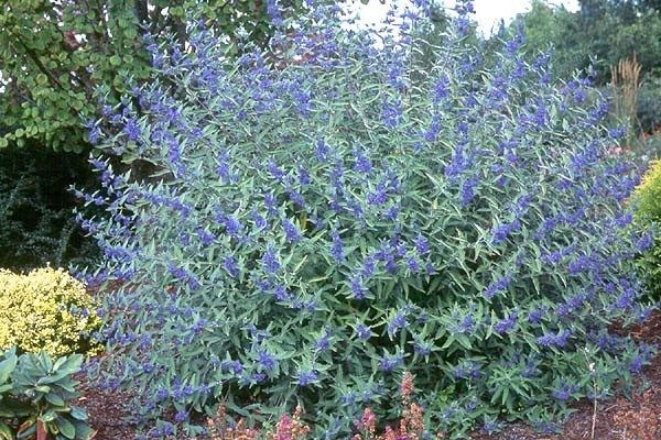 Caryopteris clandonensis Heavenly Blue 1.jpg