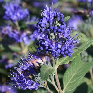 Caryopteris clandonensis Heavenly Blue.jpg
