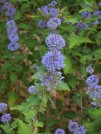 Caryopteris incana.jpg