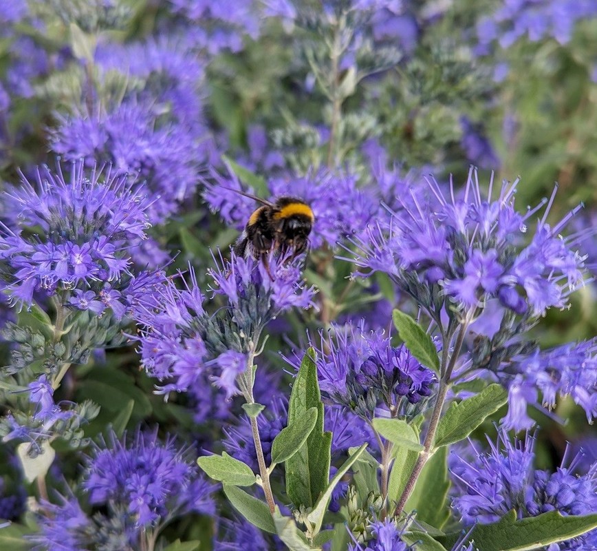 Caryopteris x clandonensis Blauer Spatz 1.jpg