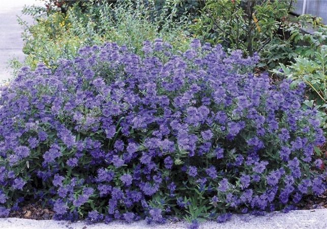 Caryopteris x clandonensis Blauer Spatz.jpg