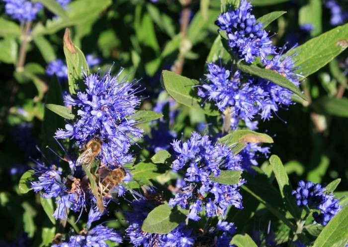 Caryopteris x clandonensis Kew Blue 1.jpg
