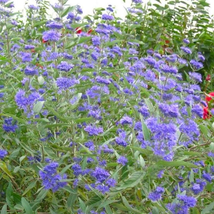Caryopteris x clandonensis Kew Blue.jpg