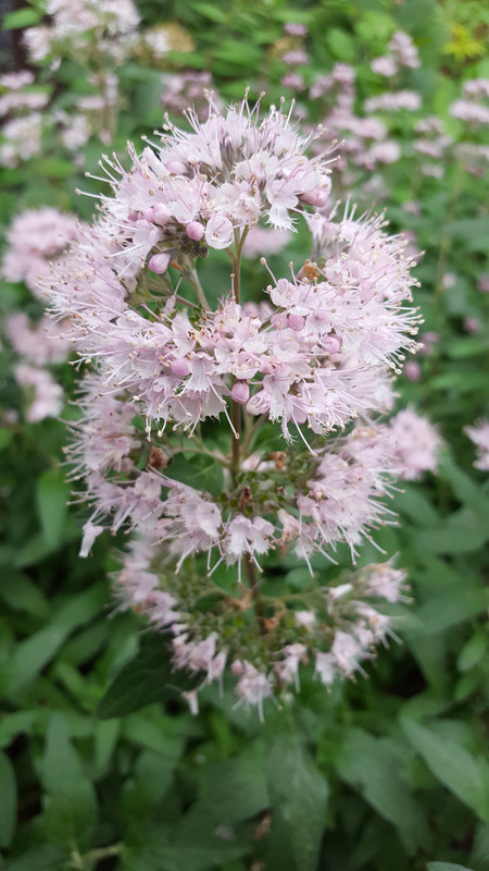 Caryopteris x clandonensis Stephi 1.jpeg